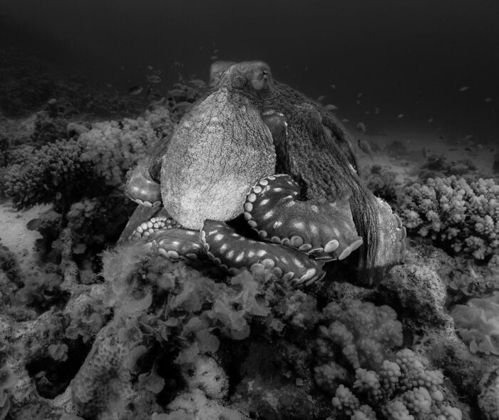 Black and white underwater photo of an octopus resting on coral showcasing breathtaking underwater photography.