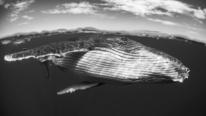 A breathtaking underwater photo of a whale swimming close to the ocean surface captured in striking detail.
