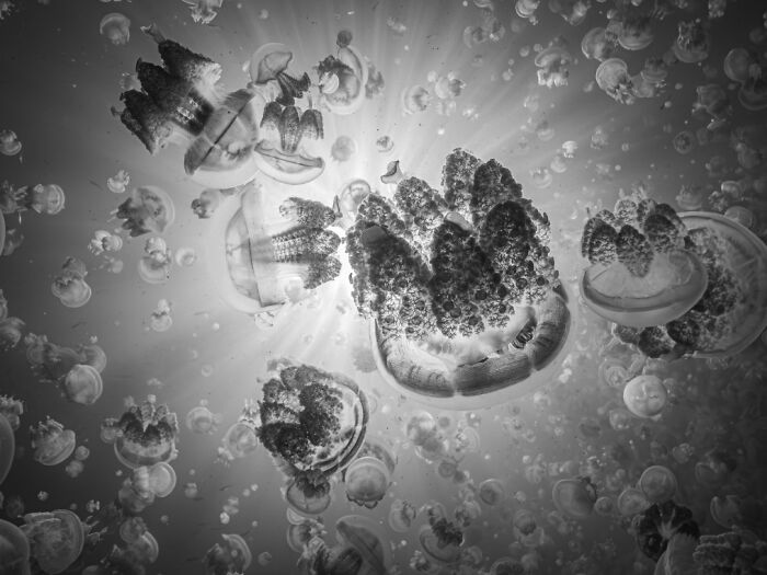 Underwater photo of numerous jellyfish illuminated by sunlight, showcasing breathtaking aerial and underwater photography.