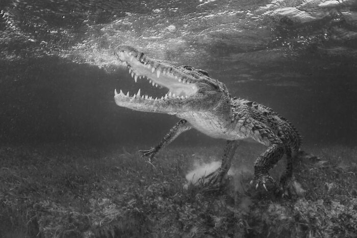 Underwater photo of a crocodile with its mouth open, showcasing breathtaking underwater photography from Exposure One Awards.