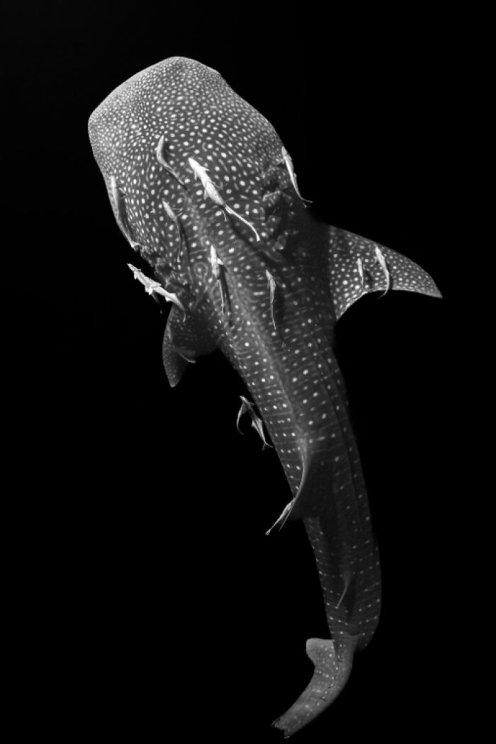 Whale shark surrounded by smaller fish in a striking black and white underwater photo from the Exposure One Awards.