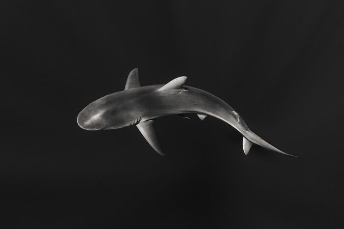 Underwater photo of a shark swimming gracefully in dark ocean waters, showcasing breathtaking marine life photography.