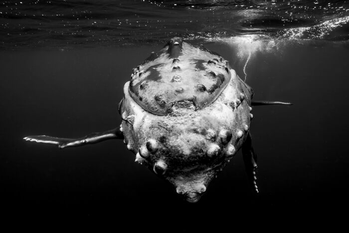 Underwater close-up photo of a whale showcasing breathtaking underwater photography from Exposure One Awards.