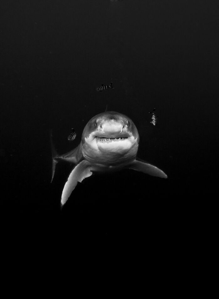 Underwater photo of a great white shark swimming with smaller fish in deep dark ocean, captured for aerial and underwater photos.