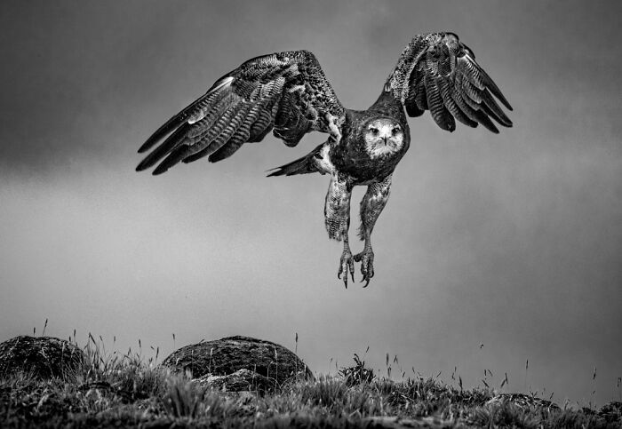 Black and white animal photo of a hawk in flight over grassy terrain, showcasing nature's impact without color.