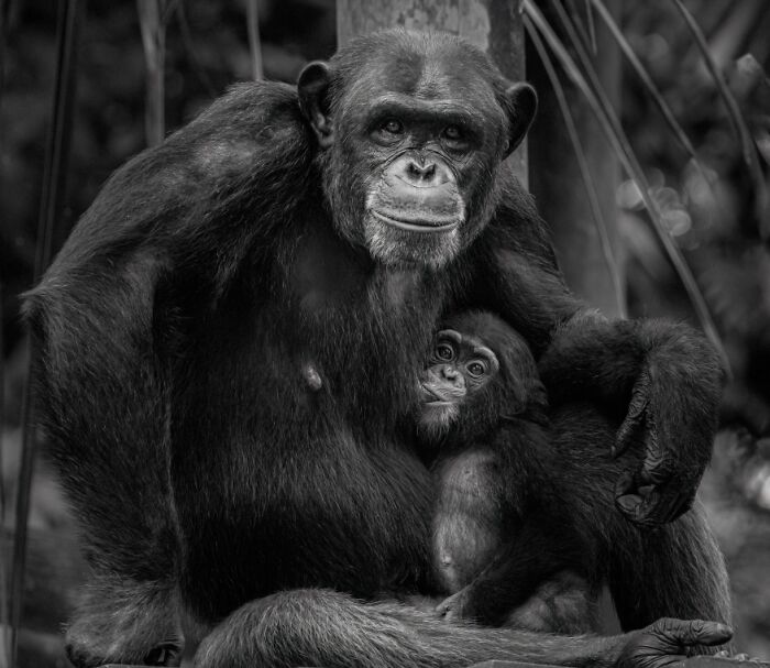 Black and white photo of a chimpanzee mother and baby showcasing award-winning animal photography in nature.