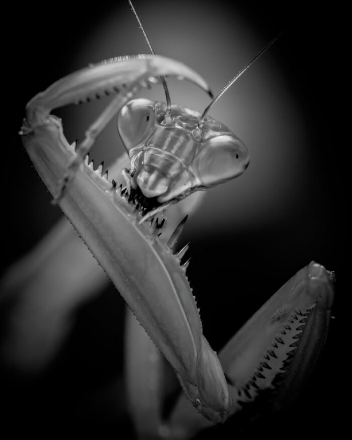 Close-up black and white photo of a praying mantis showcasing sharp details in award-winning animal photography.
