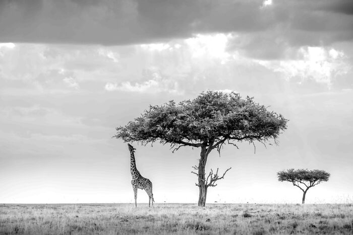 Black and white animal photo of a giraffe standing near an acacia tree under a cloudy sky in the wild savannah landscape.