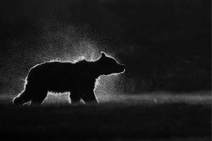Black and white animal photo of a bear silhouetted with water droplets highlighting nature's impact without color.