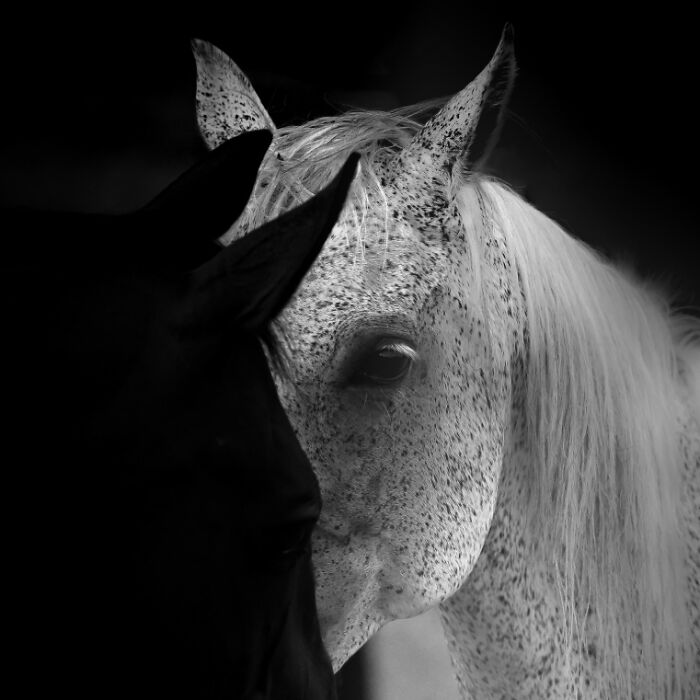 Black and white animal photo showing the contrast between a dark horse and a speckled white horse in dramatic lighting.