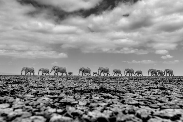 A herd of elephants walking across a c*****d dry landscape captured in award-winning black and white animal photos.