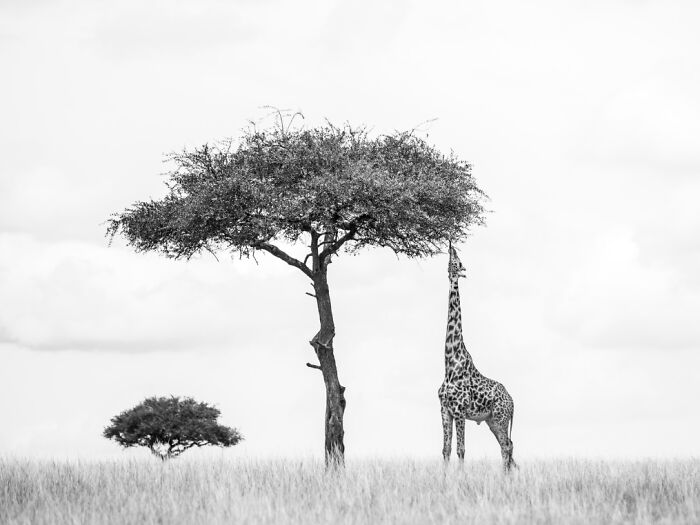 Black and white animal photo of a giraffe reaching leaves on a tall tree in a natural savannah landscape.
