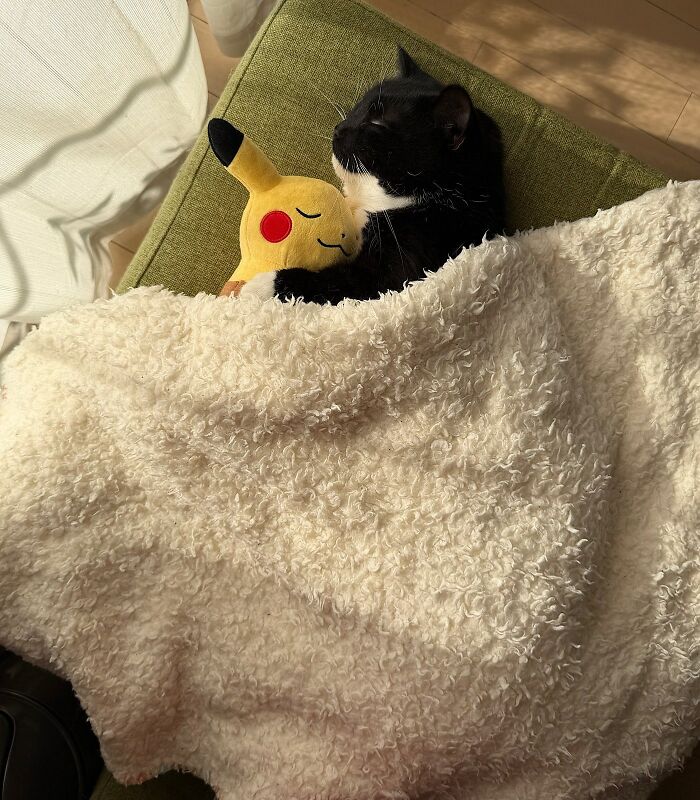 Black and white cat cuddling with a plush toy under a cozy blanket, showing natural comedian cat charm.