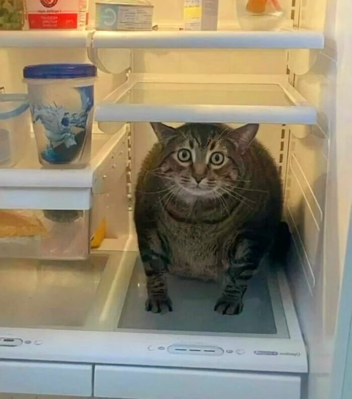 Tabby cat sitting inside an open fridge with a surprised expression, showcasing cats as natural comedians.