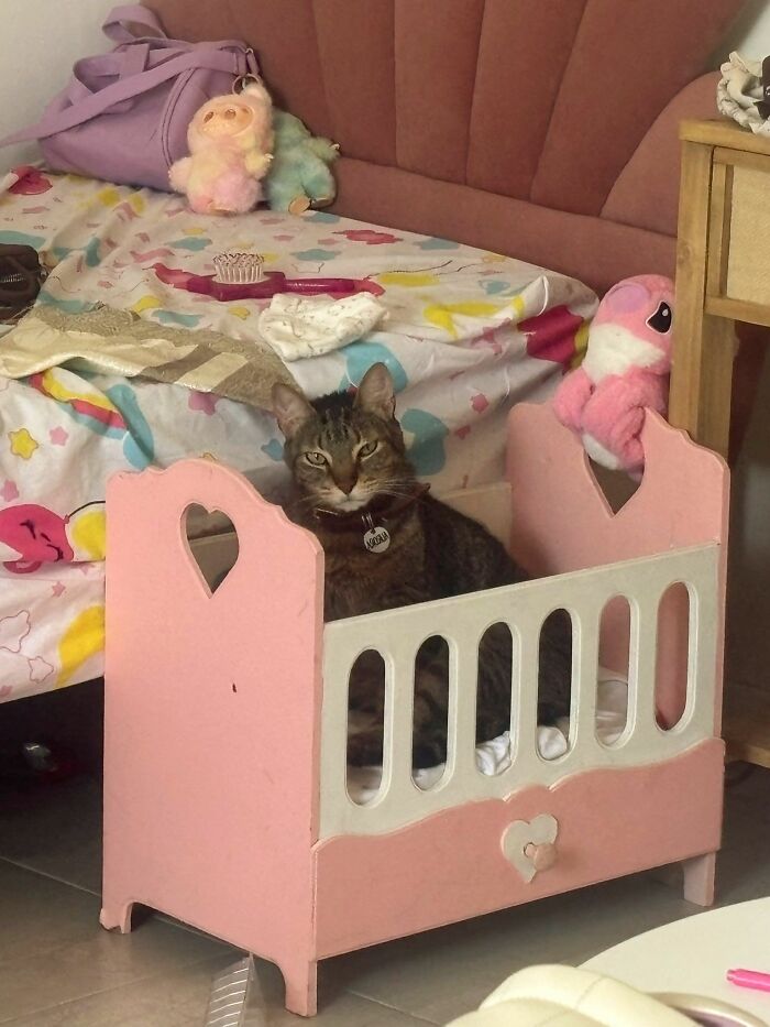 Tabby cat sitting in a small pink bed surrounded by toys and furniture, showcasing cats as natural comedians.