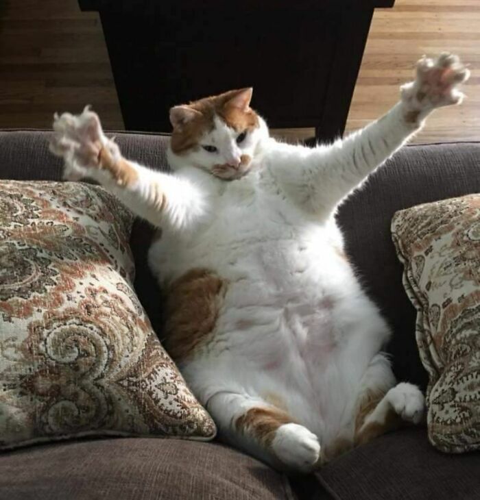 Chubby cat sitting on couch with legs spread and front paws stretched out, showcasing natural comedian behavior.