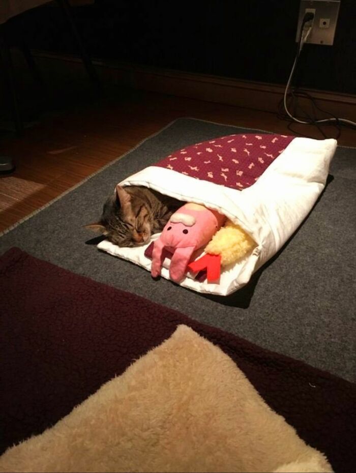 Cat sleeping wrapped in a blanket with stuffed toys, showing cats as natural comedians in a cozy setting.