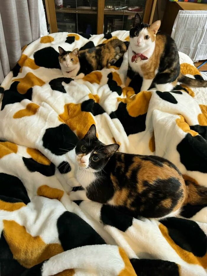 Three calico cats sitting and lying on a patterned blanket, showcasing natural comedians in a viral cat Facebook page.