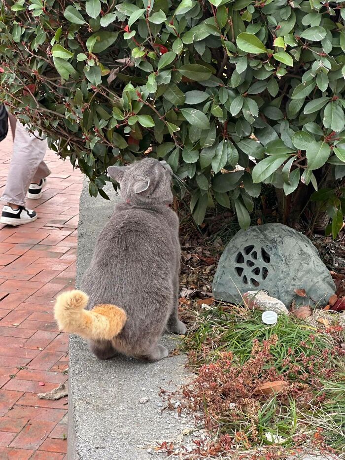 Gray cat with an orange tail looking at a bush, showcasing funny and natural cat comedian behavior outdoors.