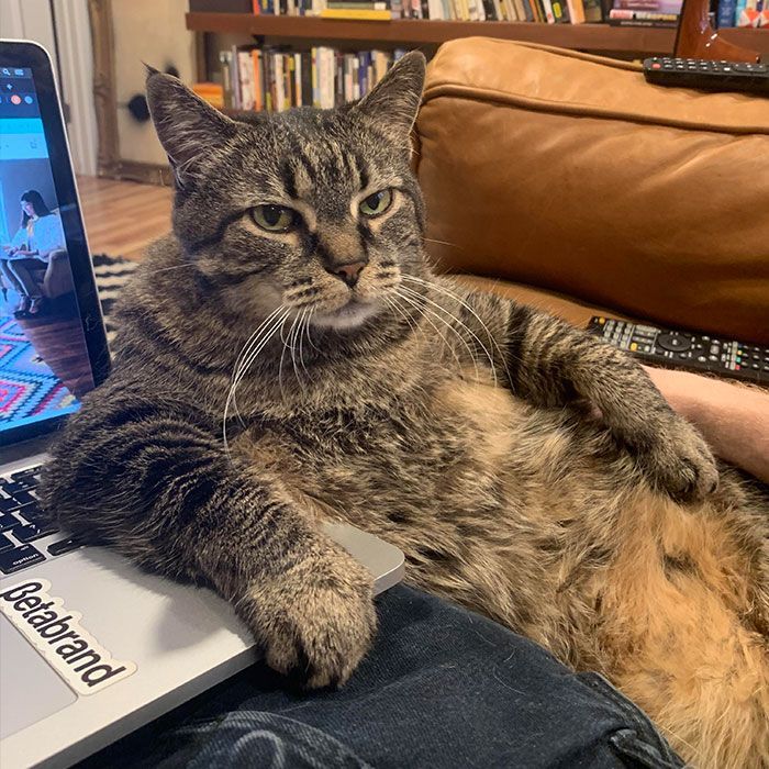 Tabby cat lounging on a lap with a laptop nearby, showing natural comedian traits in a cozy home setting.