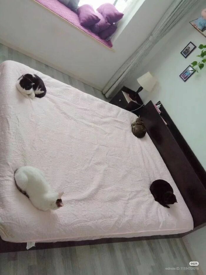 Four cats resting separately on different corners of a bed, showcasing cats as natural comedians in a cozy room.