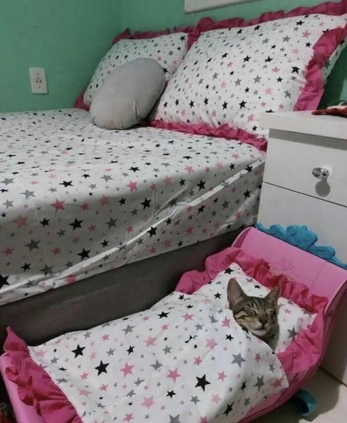 Cat wrapped in star-patterned blanket lying on a matching pink bed, showing cats are natural comedians in a viral setting.