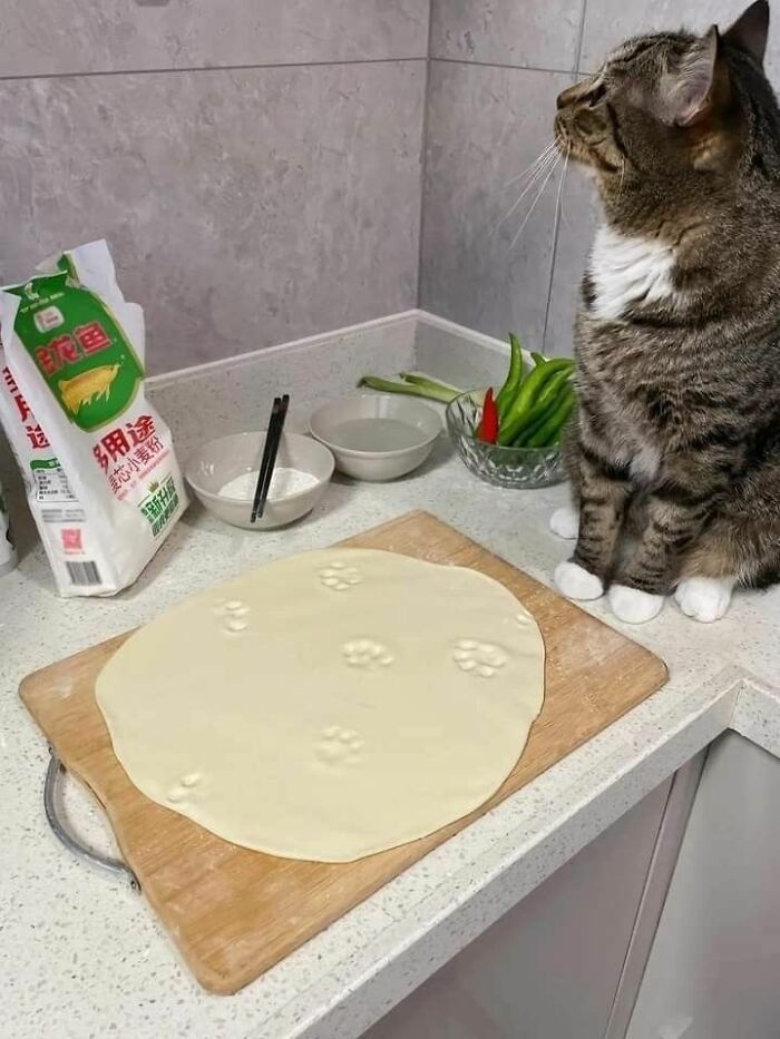 Tabby cat sitting on kitchen counter next to rolled dough with visible cat paw prints, showing cats as natural comedians.