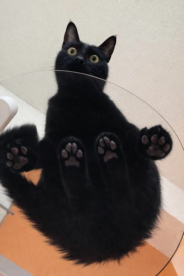 Black cat with wide eyes sitting on a glass table, showing its paws, highlighting cats natural comedians charm.