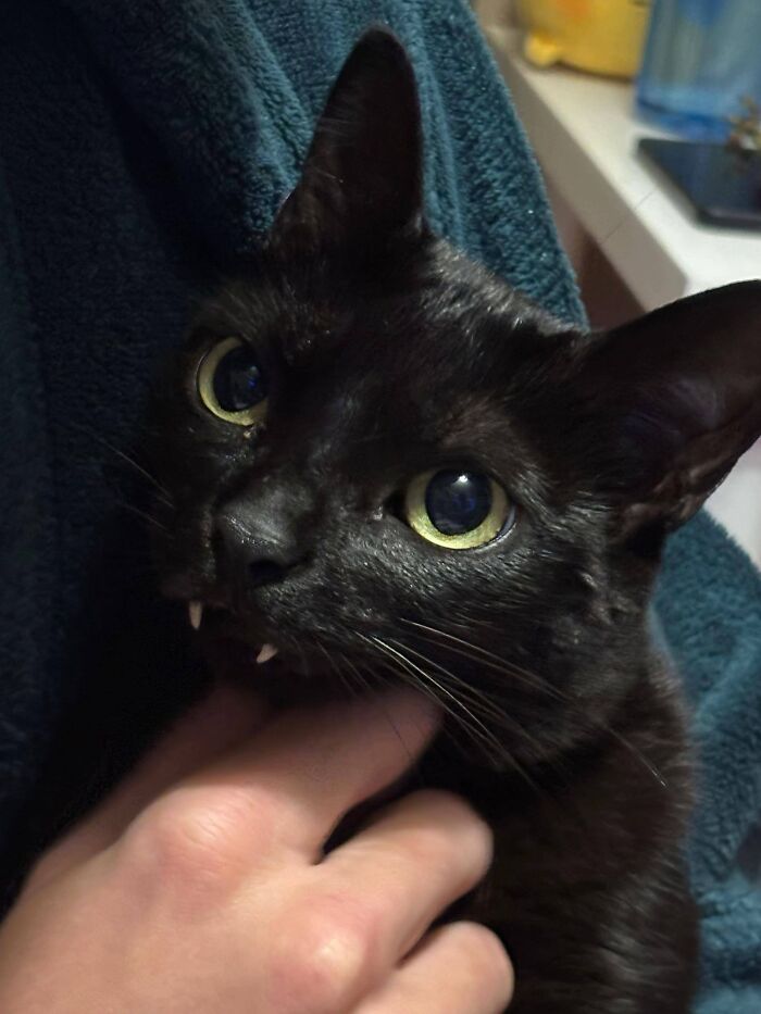 Close-up of a black cat with large eyes playfully biting a person's hand, showcasing cats as natural comedians.