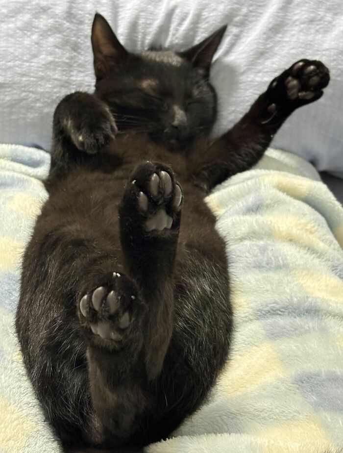 Black cat lying on its back with paws raised, showcasing the natural comedian charm of cats.