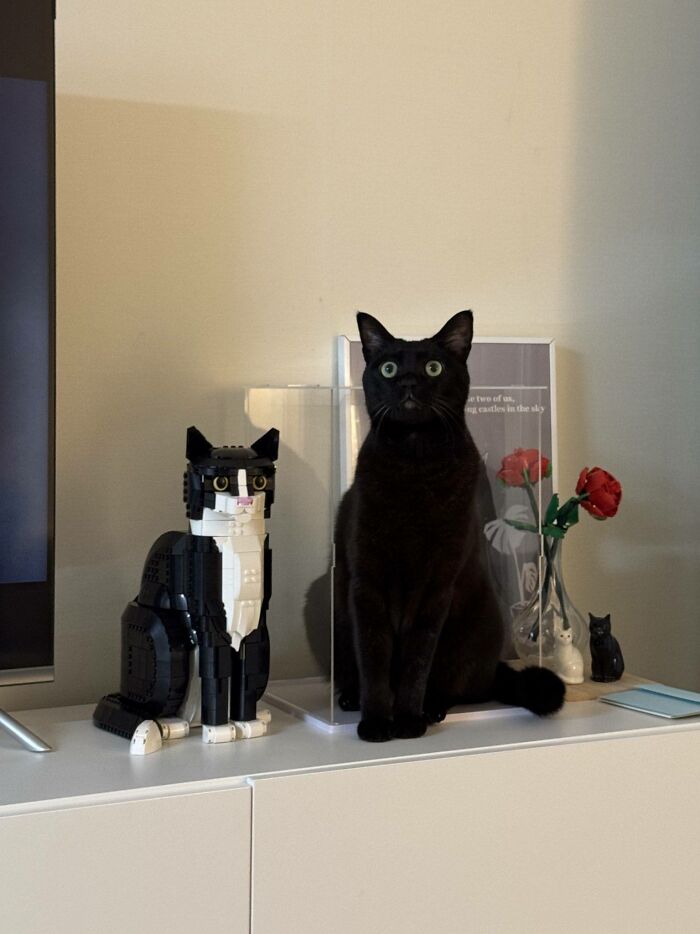 Black cat sitting next to a block-built cat model on a shelf, showcasing the natural comedians in cats.