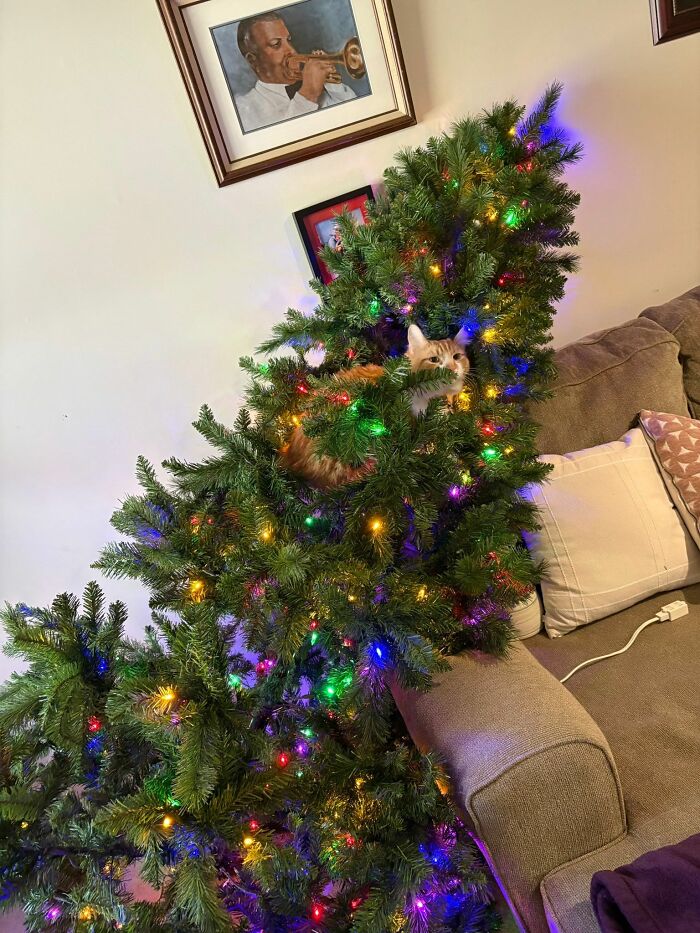 Orange and white cat hilariously tangled inside a decorated Christmas tree with colorful lights on a living room sofa.