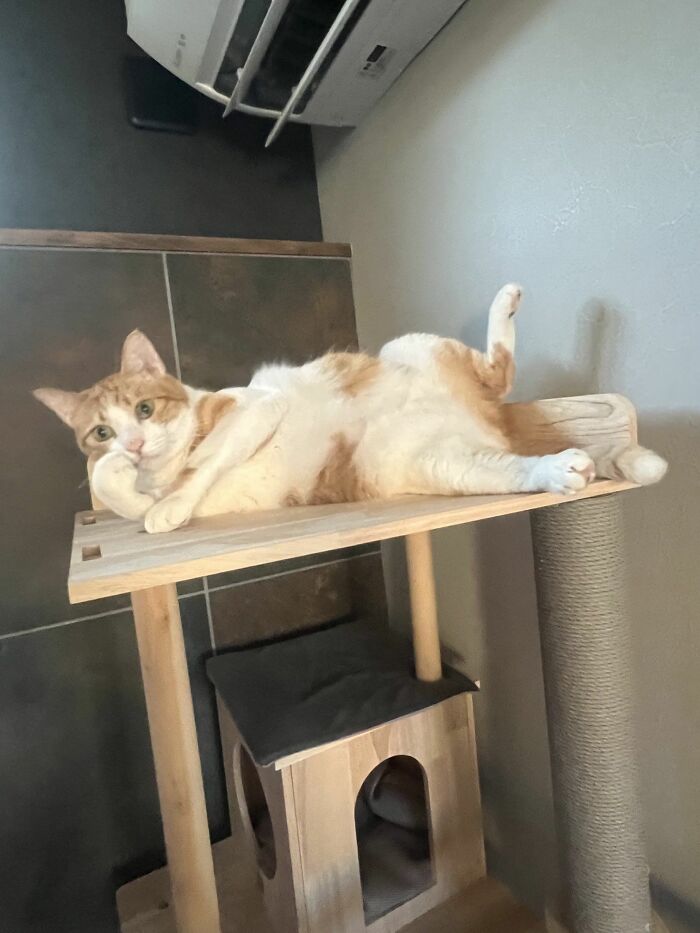 Orange and white cat lying on a wooden cat tree, displaying a relaxed and comedic pose in a modern indoor setting.