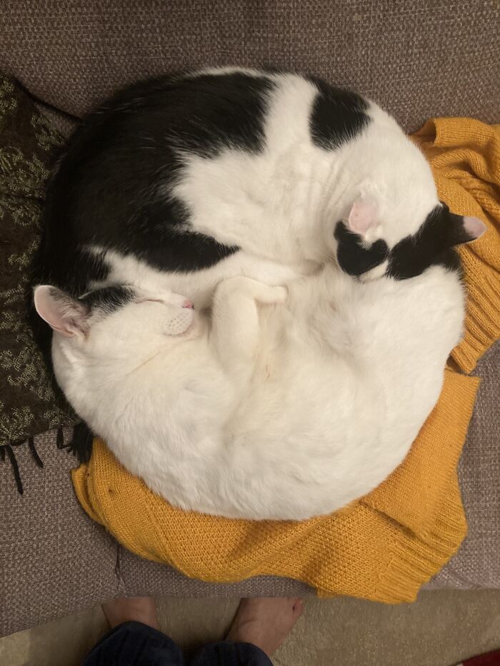 Two black and white cats curled up together on a yellow sweater, showcasing natural comedian cat behavior.
