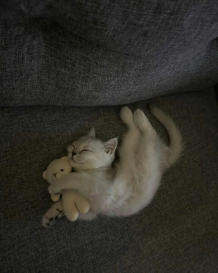 Adorable kitten hugging a small plush toy while sleeping on a dark gray fabric surface, showing cats natural comedians charm.