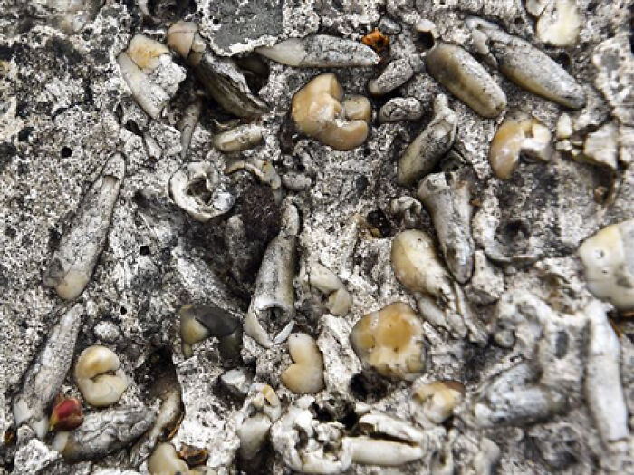 Close-up of numerous extracted human teeth tightly packed on a rough surface, illustrating unethical dental practices.