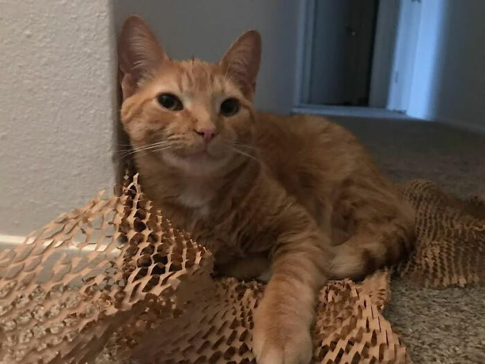 Orange tabby cat lying on textured paper, showcasing one of the funny pet names pets didn’t ask for.
