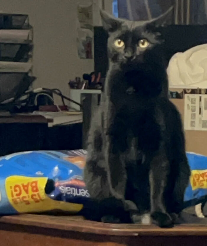 “It Will Never Fail To Amuse Me”: 80 Funny Names Pets Didn’t Ask For