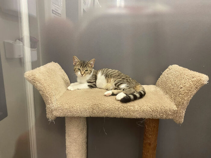 Tabby cat relaxing on a beige cat tree featuring funny names pets didn’t ask for in a cozy indoor setting.