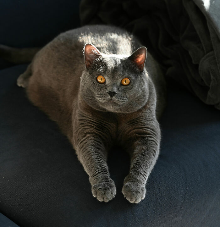 Grey cat with amber eyes lying on a dark surface, illustrating funny names pets didn’t ask for in humorous pet naming.