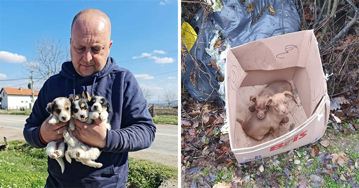 A Small Team Is Caring For 1,700+ Abandoned And Rescued Animals In Serbia’s Largest Shelter (37 Pics)