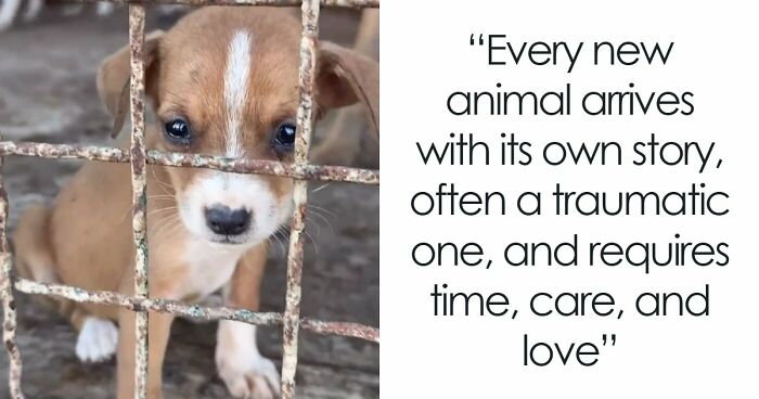 Inside Serbia’s Largest Shelter, A Small Team Is Caring For Over A Thousand Animals (37 Pics)