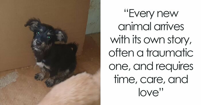 Inside Serbia’s Largest Shelter, A Small Team Is Caring For Over A Thousand Animals (37 Pics)