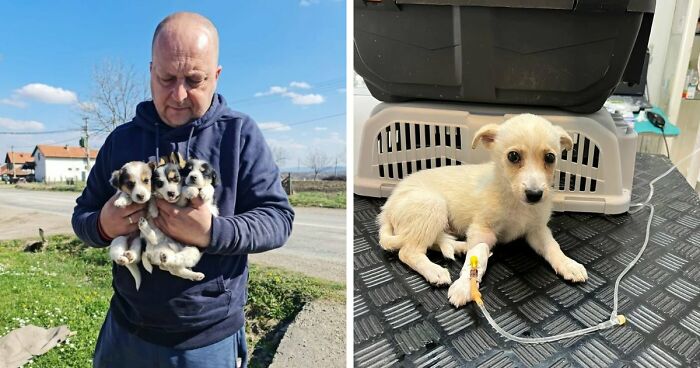 Inside Serbia’s Largest Shelter, A Small Team Is Caring For Over A Thousand Animals (37 Pics)