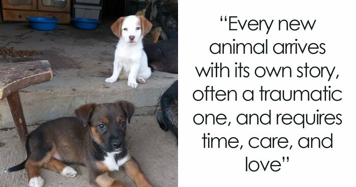 A Small Team Is Caring For 1,700+ Abandoned And Rescued Animals In Serbia’s Largest Shelter (37 Pics)