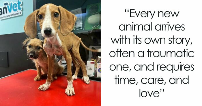 Inside Serbia’s Largest Shelter, A Small Team Is Caring For Over A Thousand Animals (37 Pics)