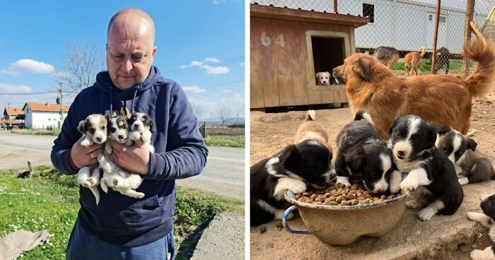 Inside Serbia’s Largest Shelter, A Small Team Is Caring For Over A Thousand Animals (37 Pics)