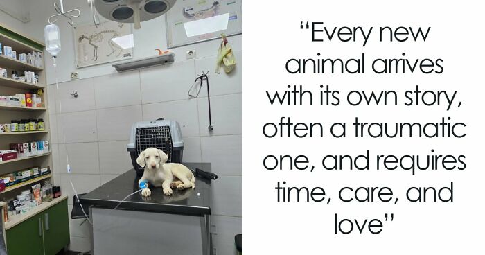 A Small Team Is Caring For 1,700+ Abandoned And Rescued Animals In Serbia’s Largest Shelter (37 Pics)