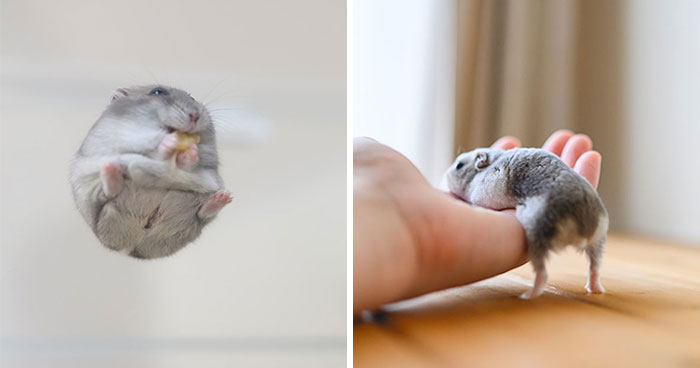This Instagram Page Shared 80 Pics Of The Cutest Hamsters