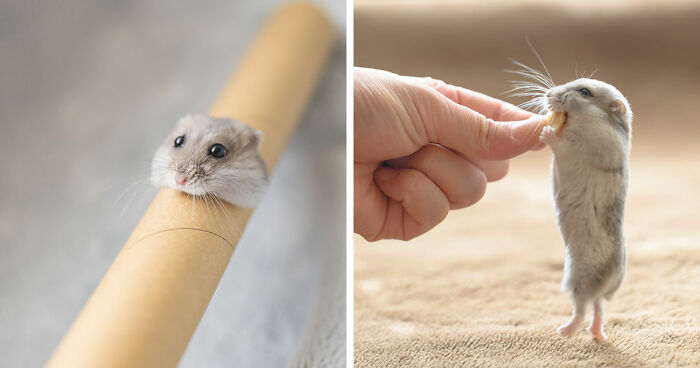 80 Adorable Hamster Pics From This Instagram Page That Might Make Your Day